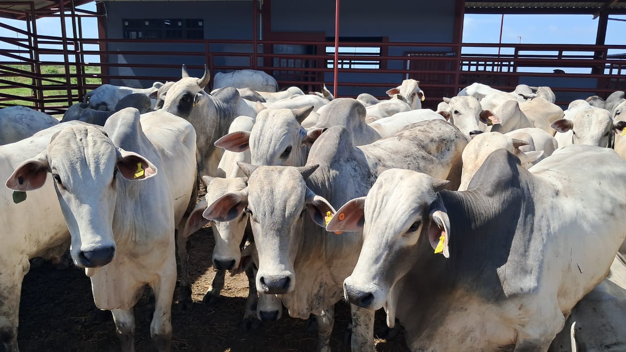 No White Elephant: Onverwagt abattoir has produced 111,650kg of beef since opening, says GLDA